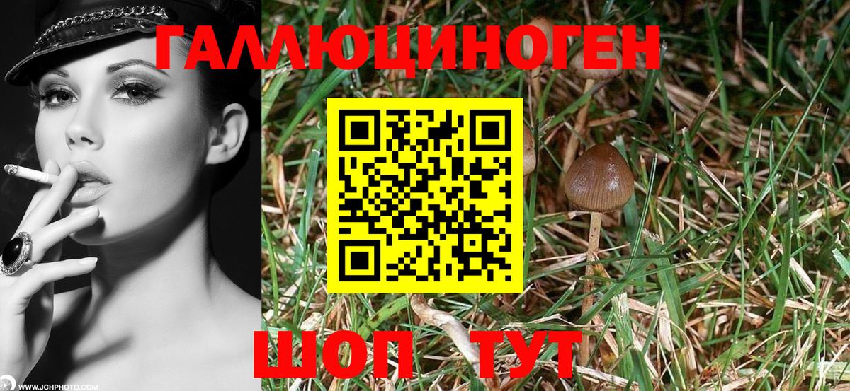 Менделеевск  Галлюциногенные грибы прущие грибы  Вход с VPN 